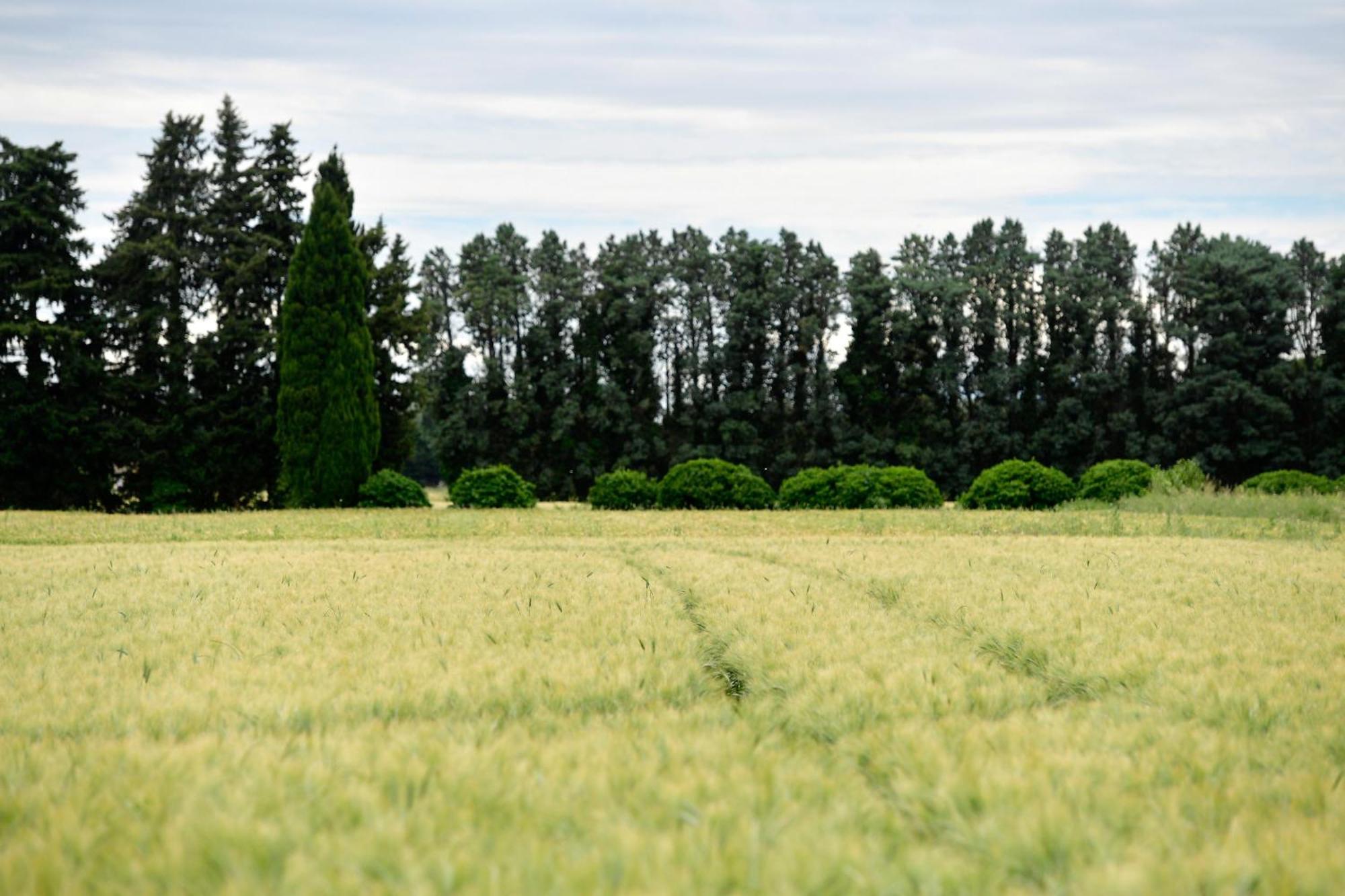 Le Mas Des Aigras - Hotel & Restaurant De Charme En Provence オランジュ エクステリア 写真